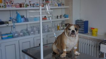 kamchatskaya-kraevaya-stantsiya