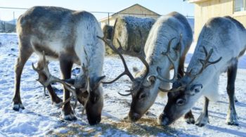 Агентство по ветеринарии